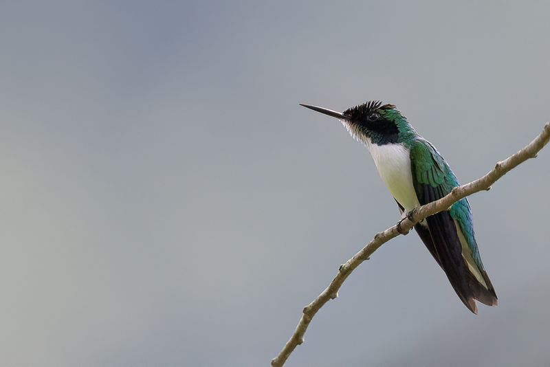 Purple-crowned Fairy