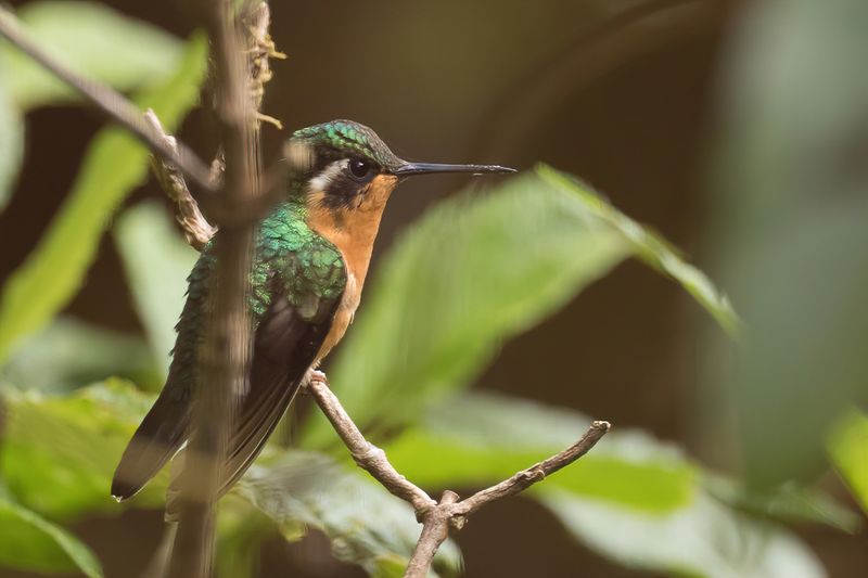 Purple-throated Mountaingem (f)