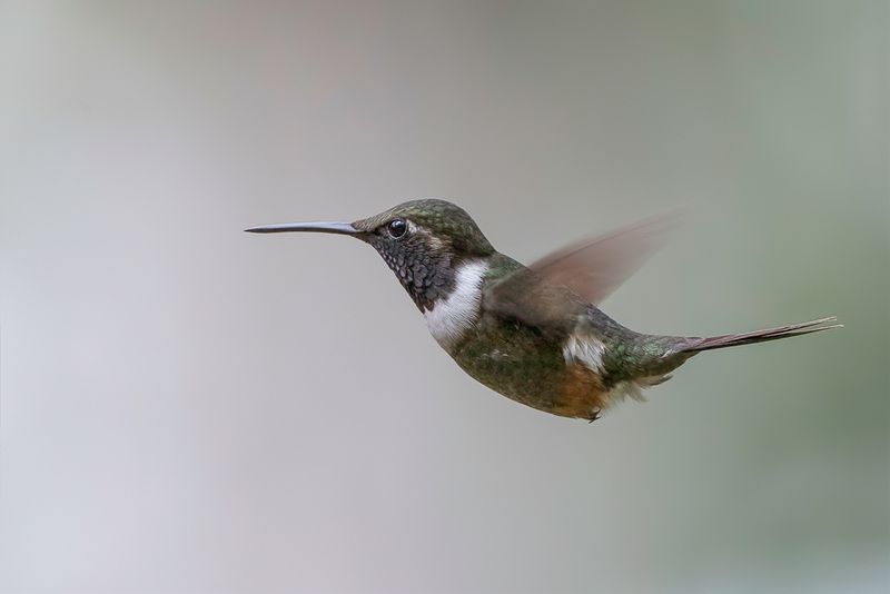 Purple-throated Woodstar (m)
