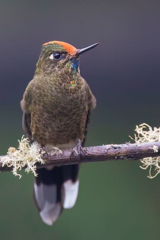 Rainbow-bearded Thornbill