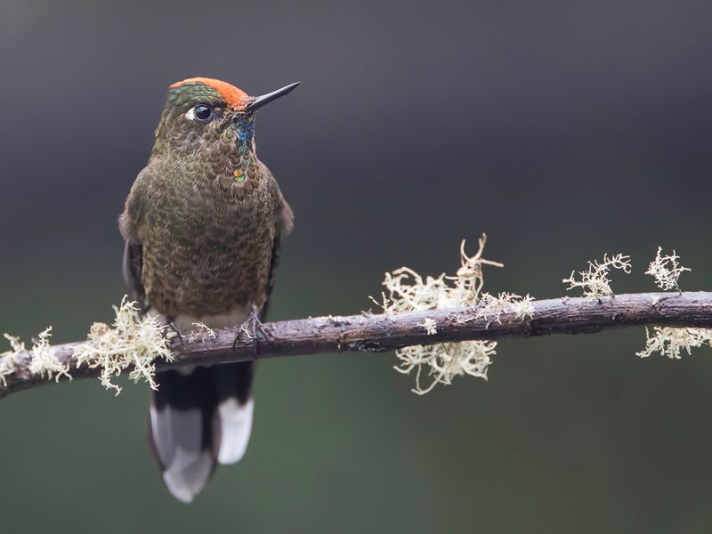 Rainbow-bearded Thornbill