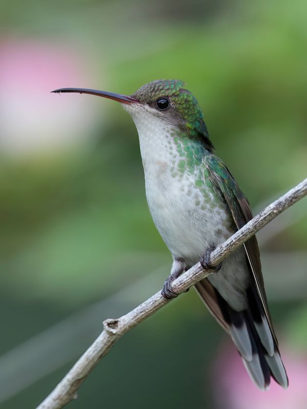 Red-billed Streamertail (f)