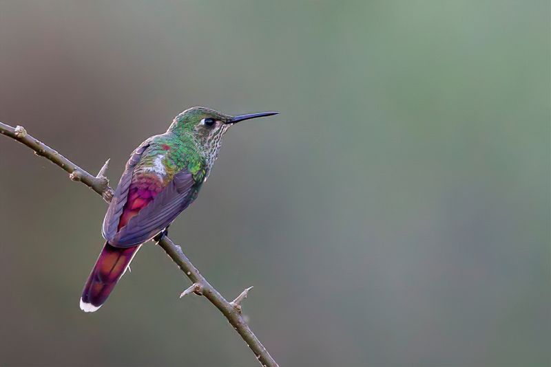 Red-tailed Comet