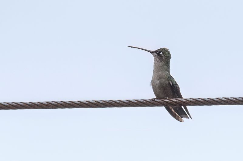 Rivoli's Hummingbird
