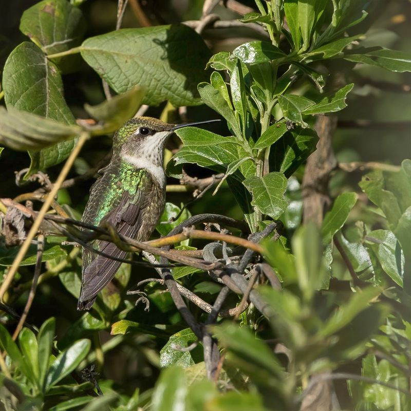 Ruby-throated Hummingbird (f)