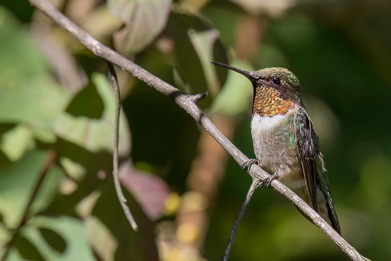 Ruby-throated Hummingbird (m)