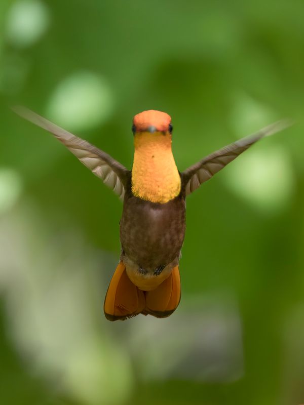 Ruby-topaz Hummingbird (m)