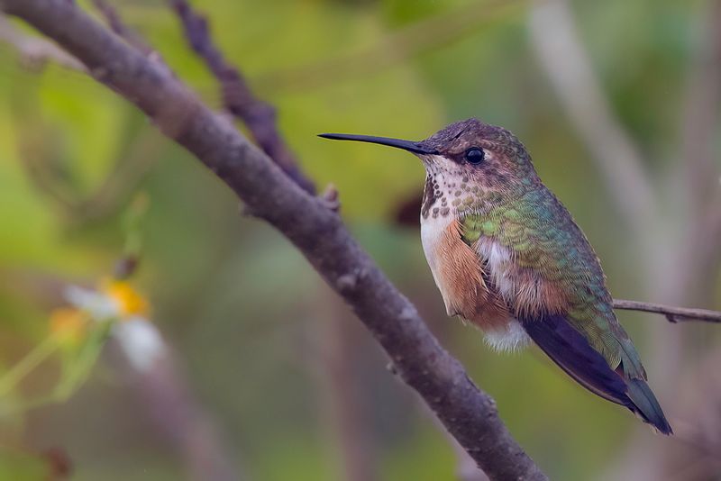 Rufous Hummingbird (f)