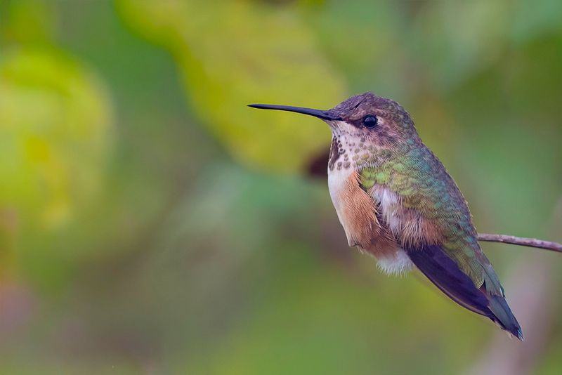 Rufous Hummingbird (f)