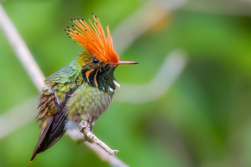 Rufous-crested Coquette (m).