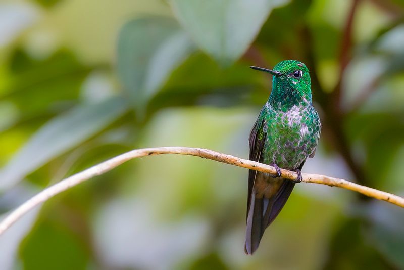 Rufous-vented Whitetip (f)