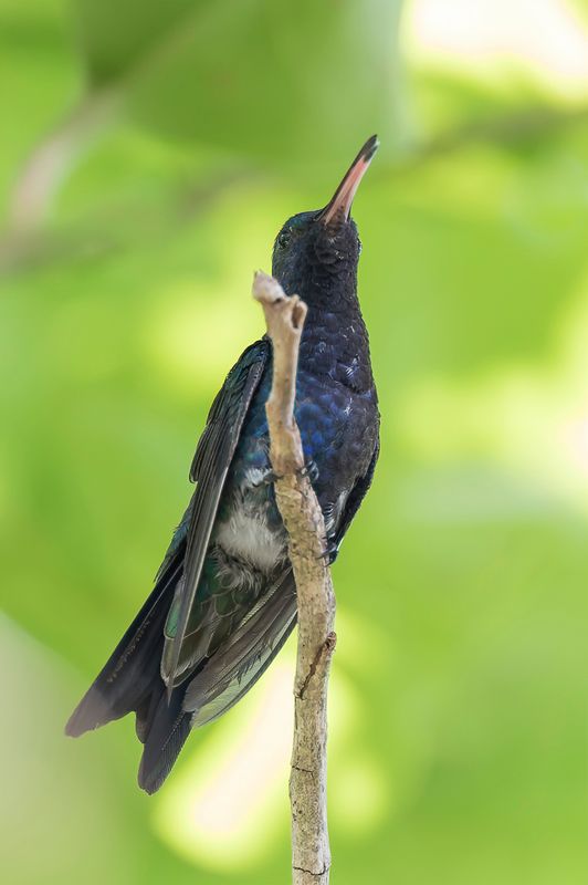 Sapphire-bellied Hummingbird