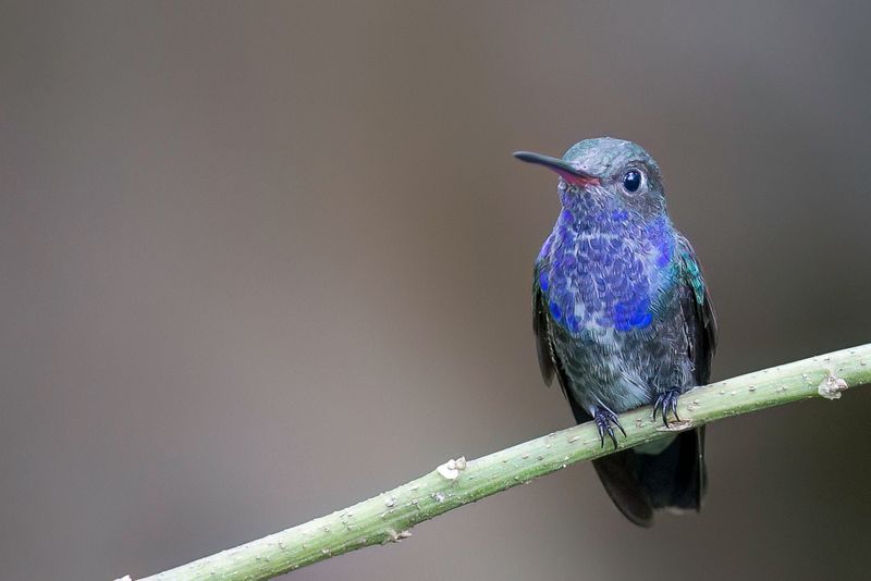 Sapphire-spangled Emerald (m)