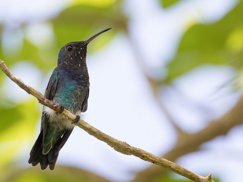 Sapphire-throated Hummingbird