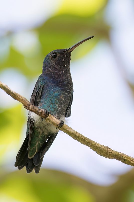 Sapphire-throated Hummingbird