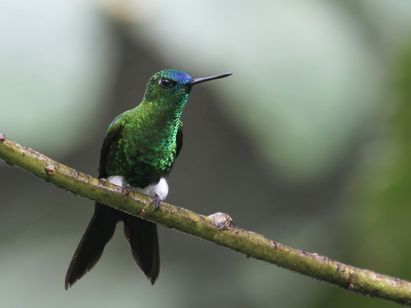Sapphire-vented Puffleg