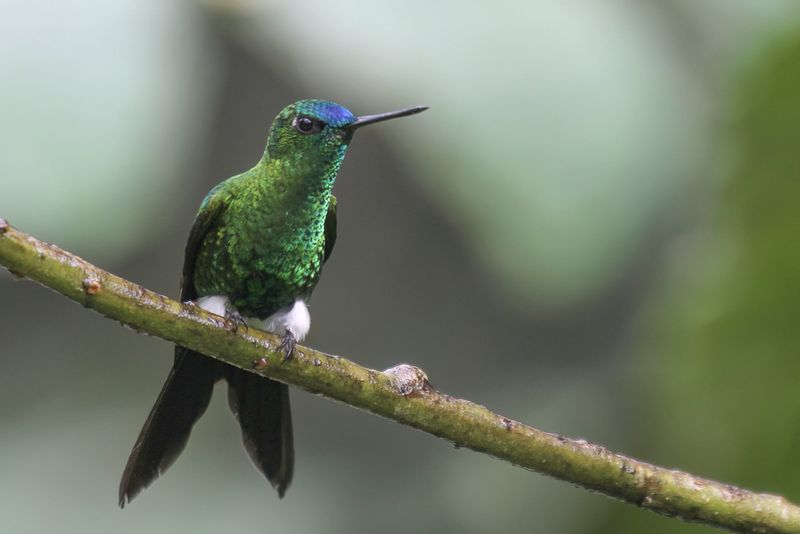 Sapphire-vented Puffleg