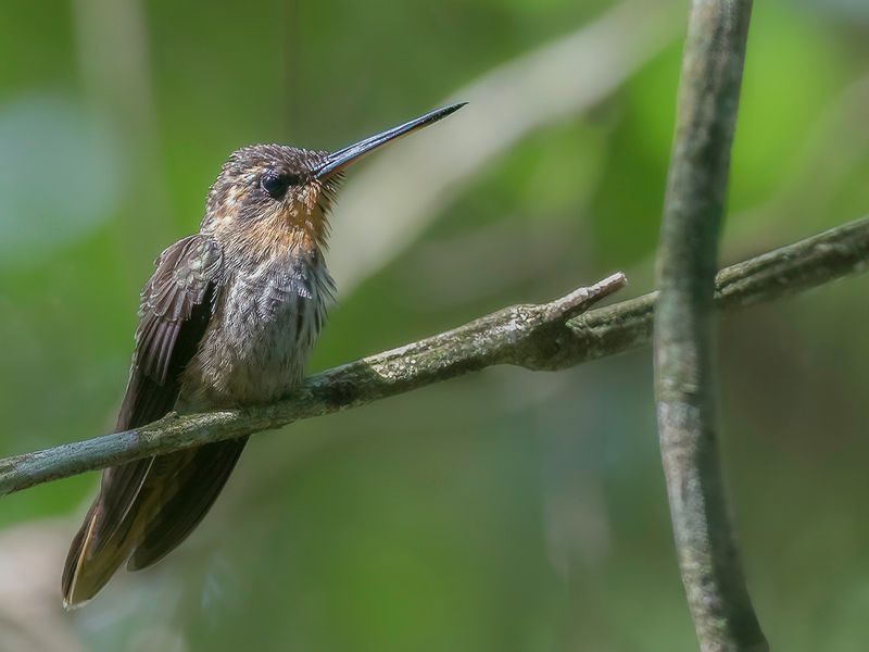 Saw-billed Hermit