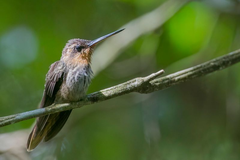Saw-billed Hermit