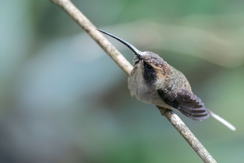 Scale-throated Hermit