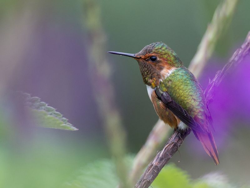 Scintillant Hummingbird (m)
