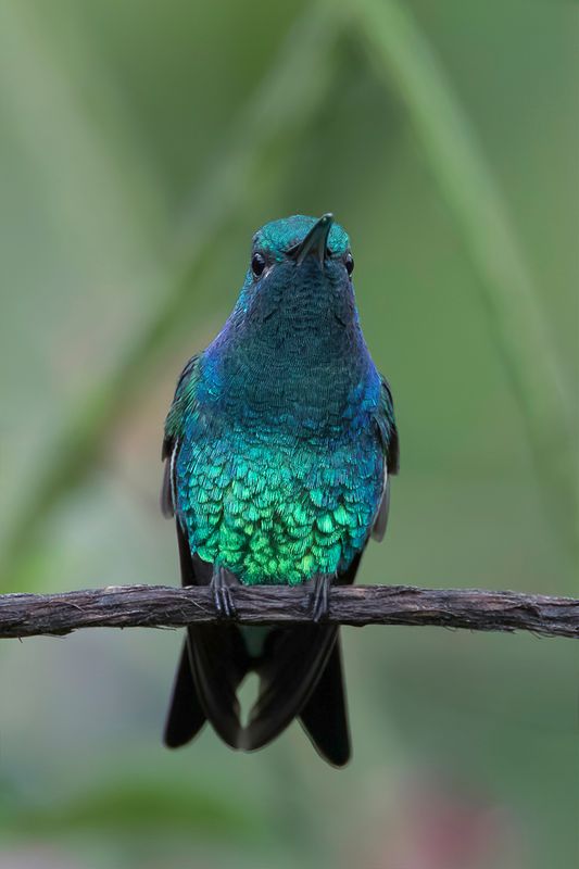 Shining-green Hummingbird