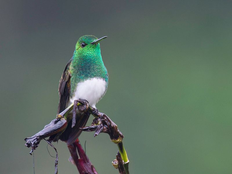 Snowy-bellied Hummingbird
