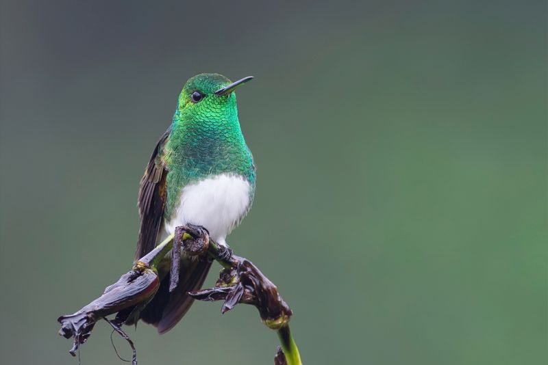 Snowy-bellied Hummingbird