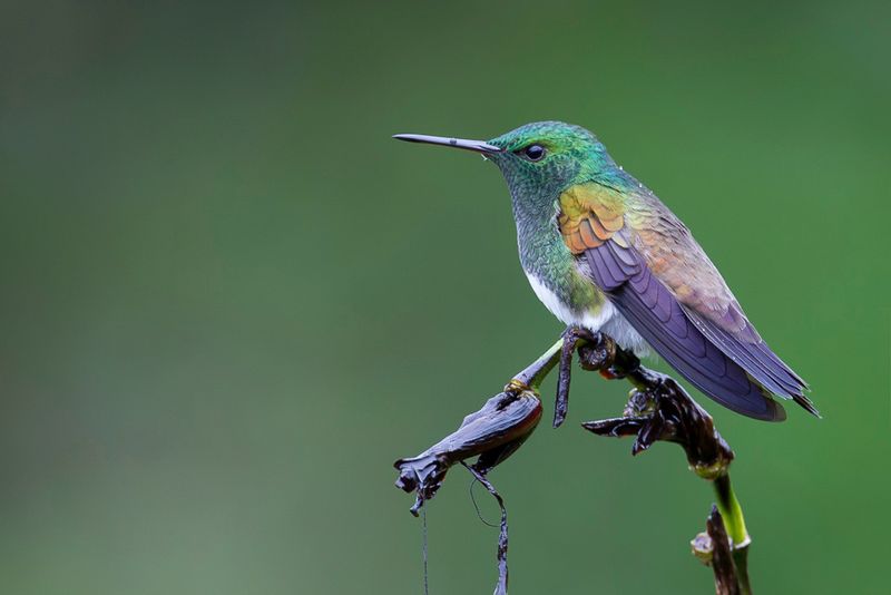 Snowy-bellied Hummingbird