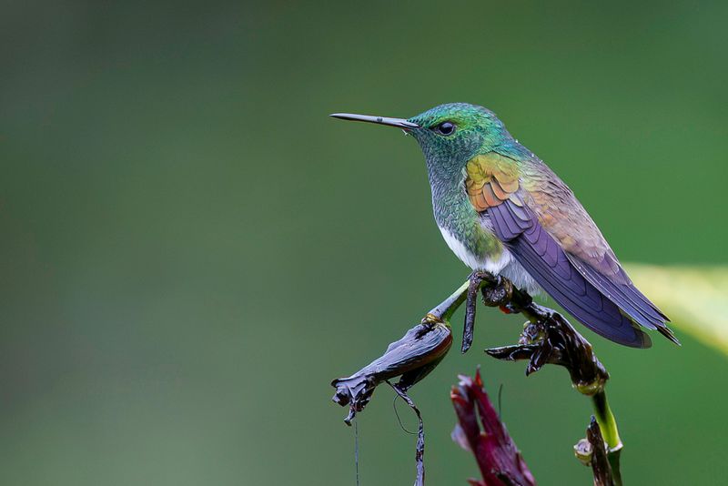 Snowy-bellied Hummingbird