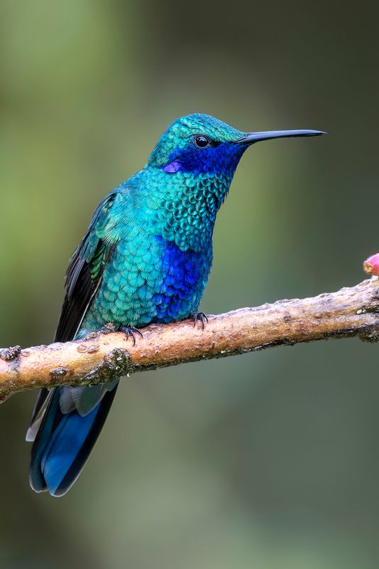 Sparkling Violetear