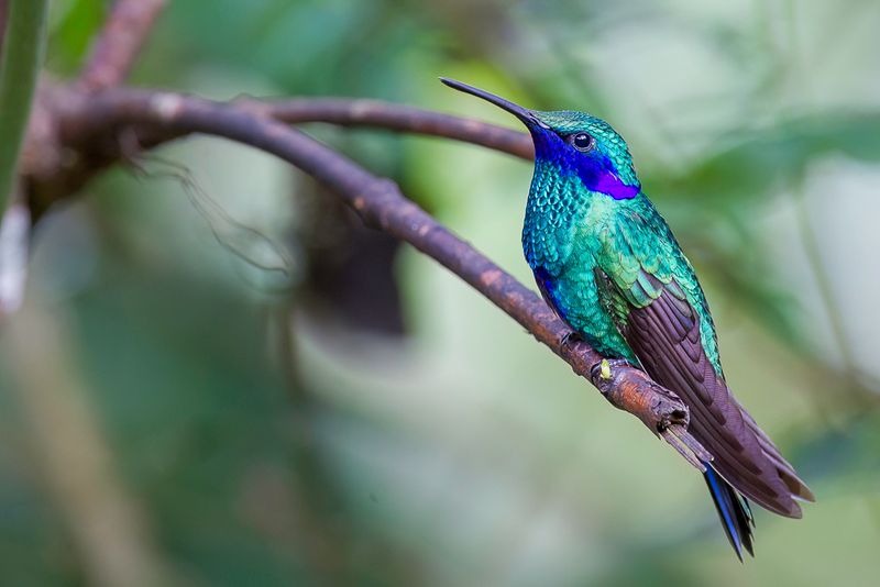 Sparkling Violetear