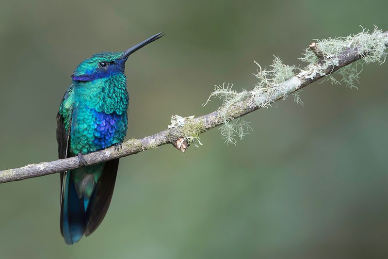 Sparkling Violetear