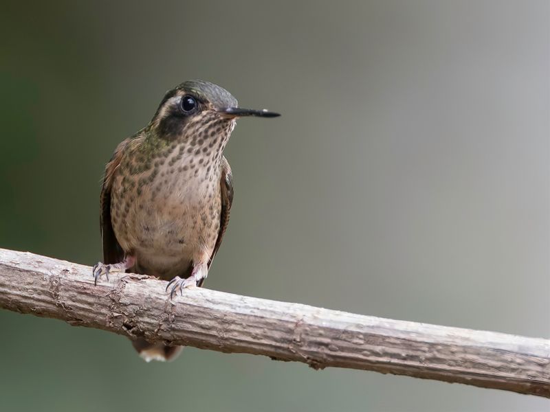Speckled Hummingbird