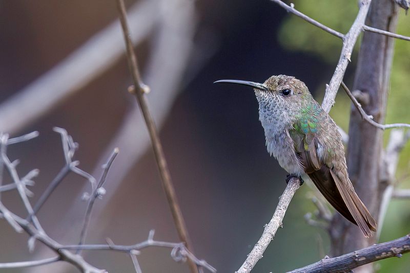 Spot-throated Hummingbird