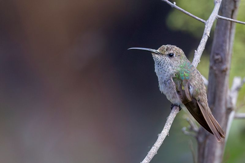 Spot-throated Hummingbird