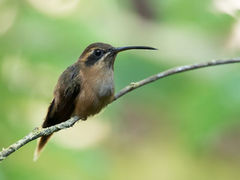 Stripe-throated Hermit