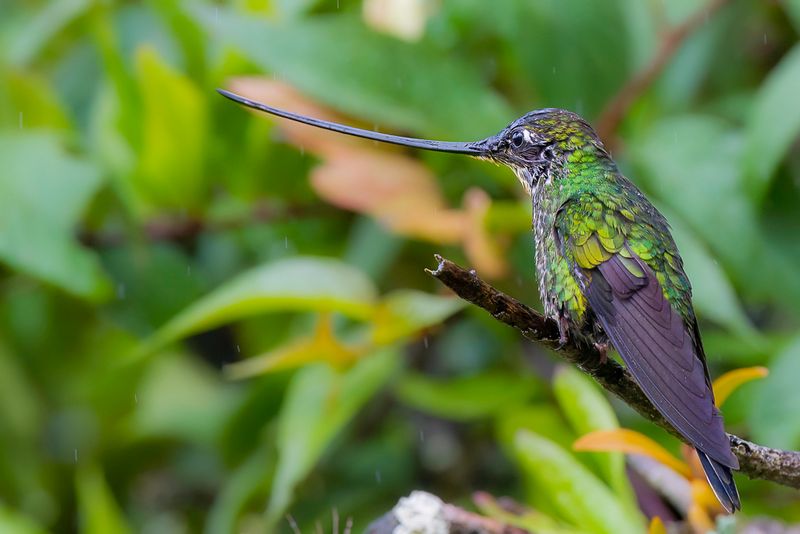 Sword-billed Hummingbird (f)