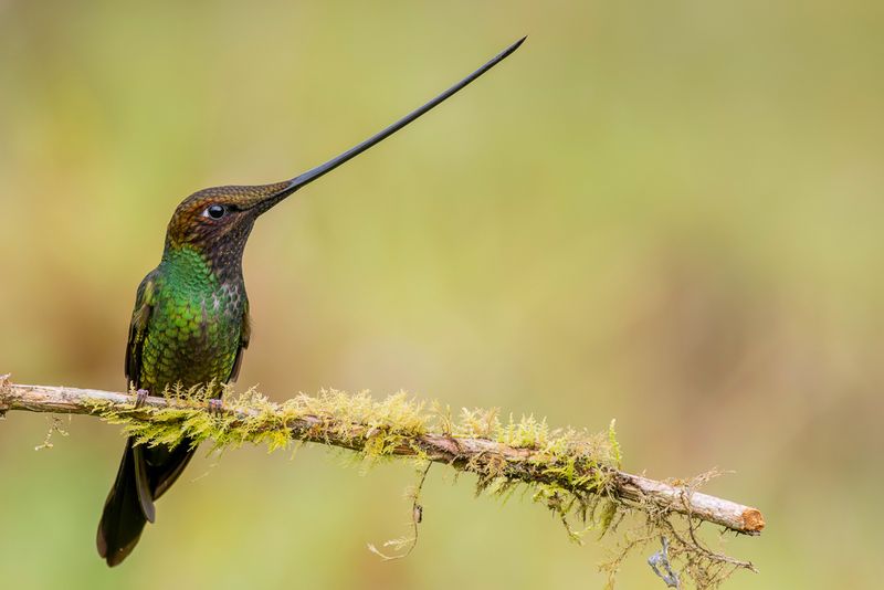 Sword-billed Hummingbird (m)