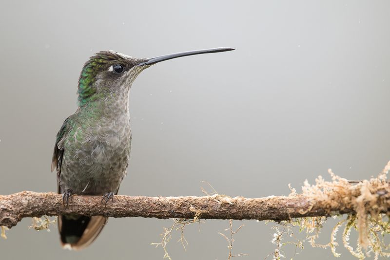 Talamanca Hummingbird (f)
