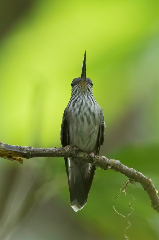 Tooth-billed Hummingbird