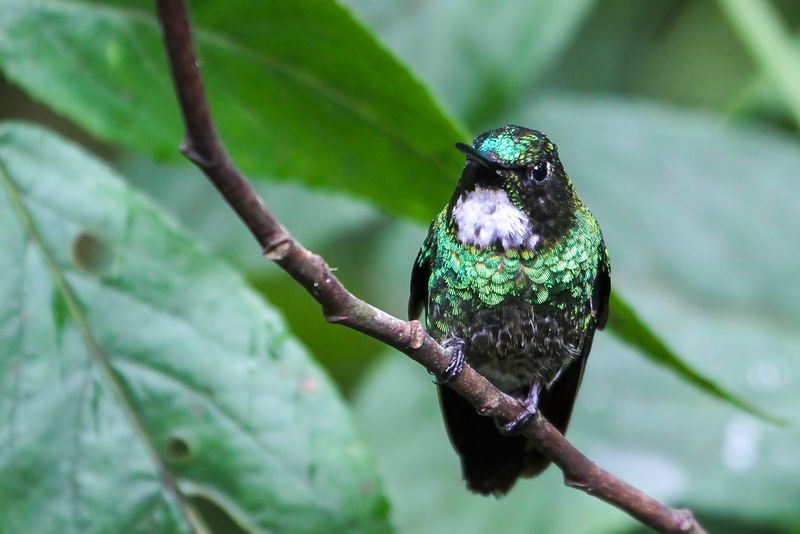 Tourmaline Sunangel (f)