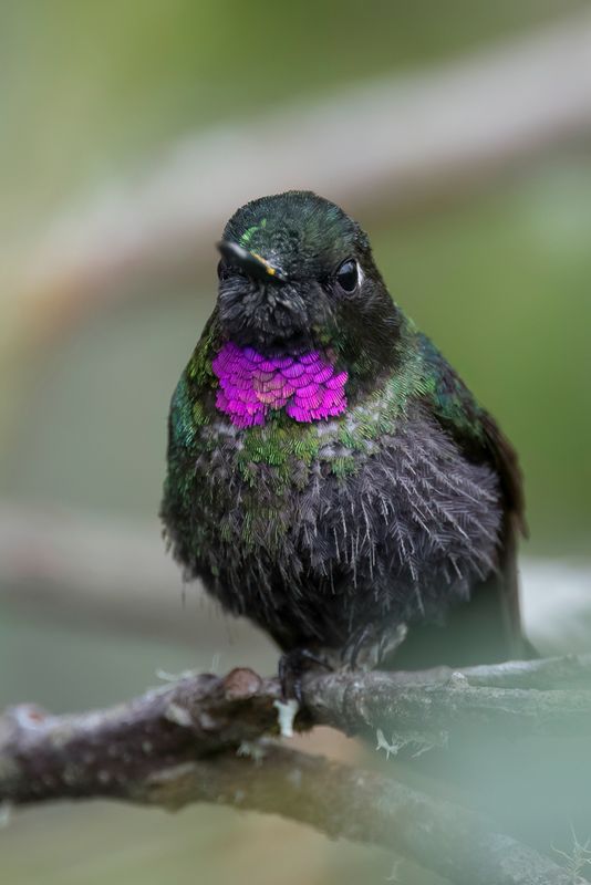 Tourmaline Sunangel (m)