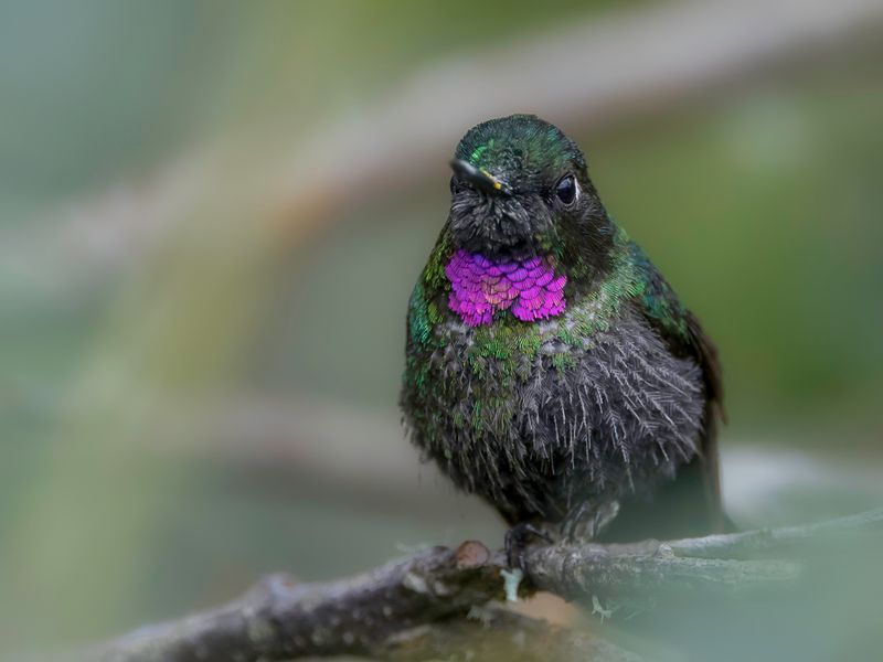Tourmaline Sunangel (m)