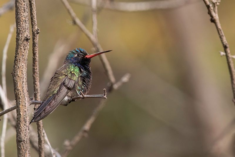 Turquoise-crowned Hummingbird (m).