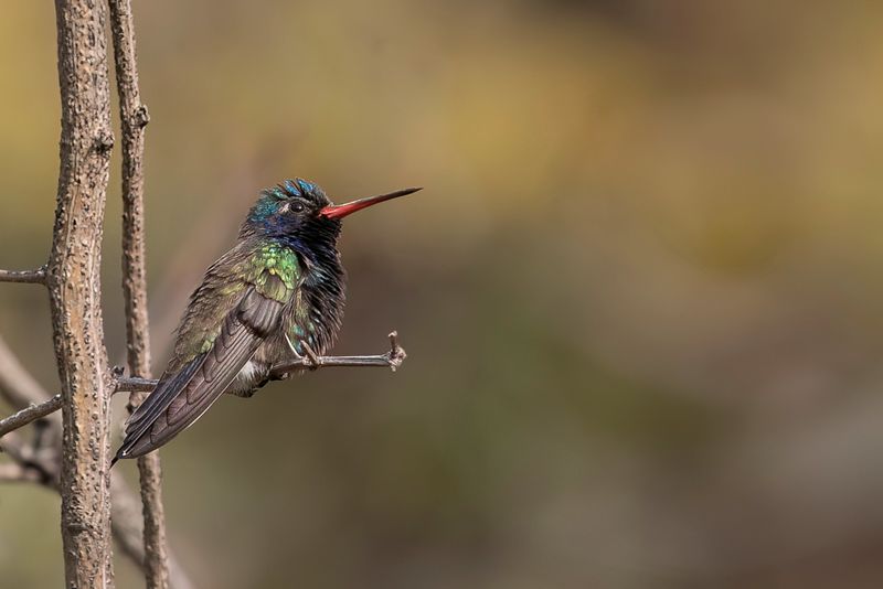 Turquoise-crowned Hummingbird (m).