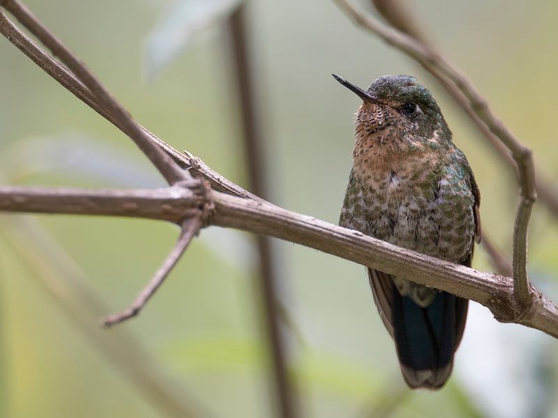 Tyrian Metaltail (f)