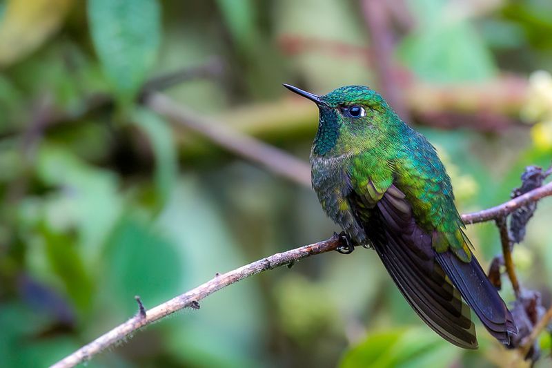 Tyrian Metaltail (m)