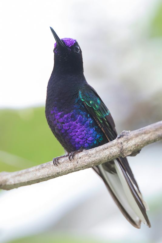 Velvet-purple Coronet