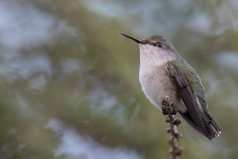 Vervain Hummingbird